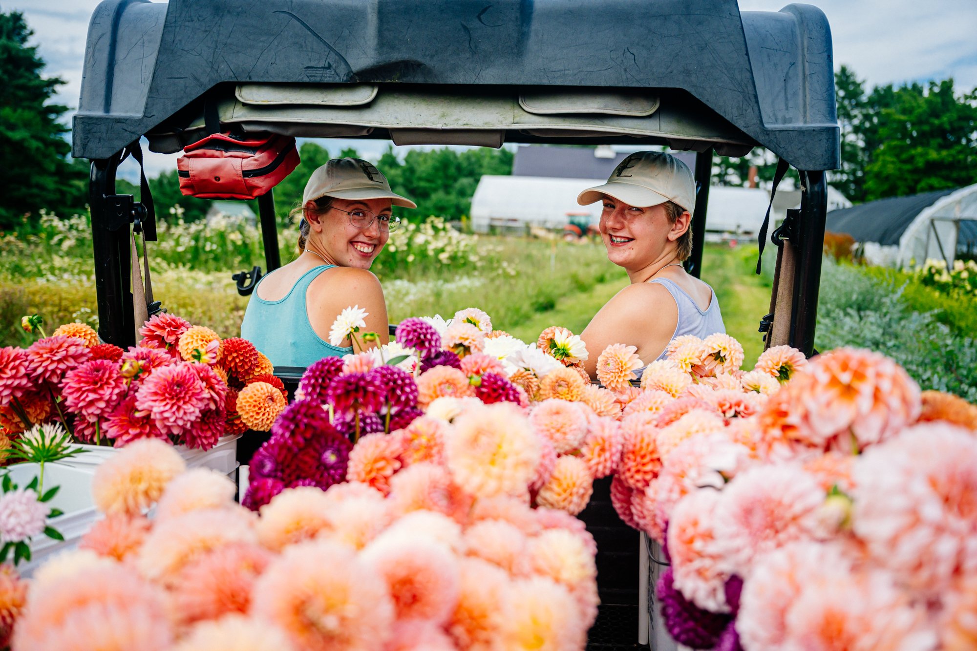 Dahlias, A Wedding Favorite!  How We Grow Them With Zero Harmful Chemicals